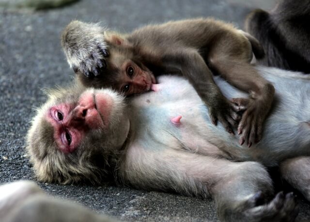 倒れながら授乳する猿