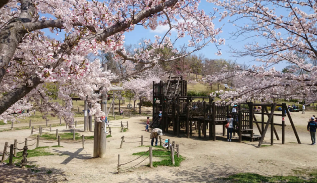 けいはんな記念公園の桜