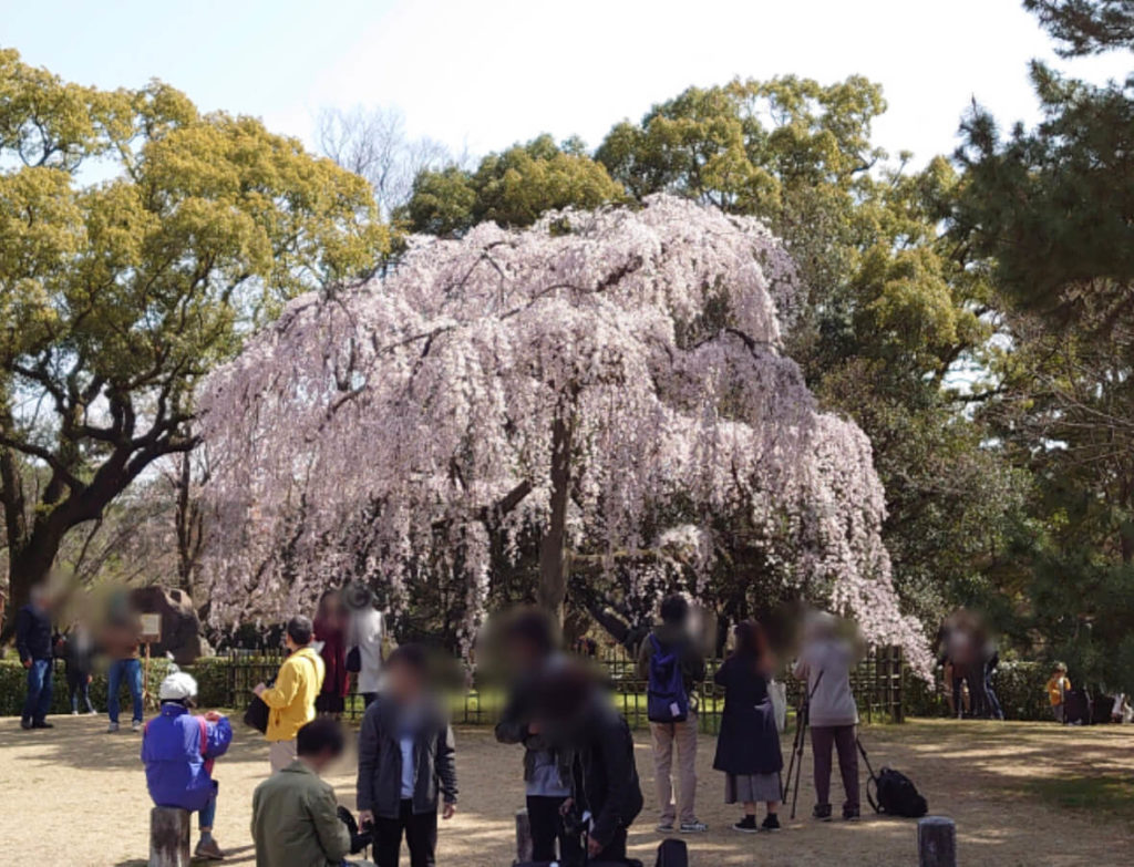 京都御苑出水のしだれ桜