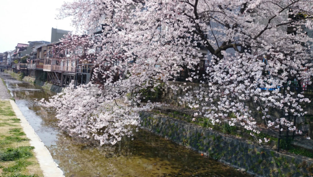 みそぎ川の桜