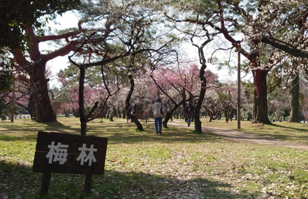 京都御苑の梅園
