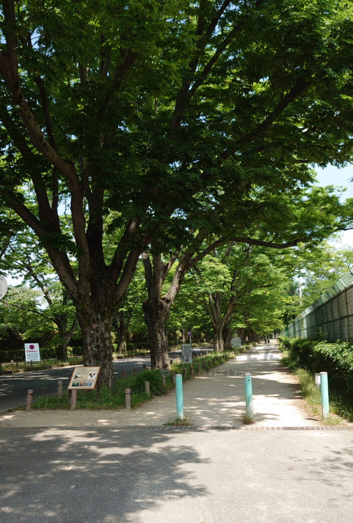 京都府立植物園欅