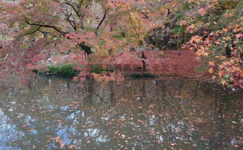京都府立植物園紅葉