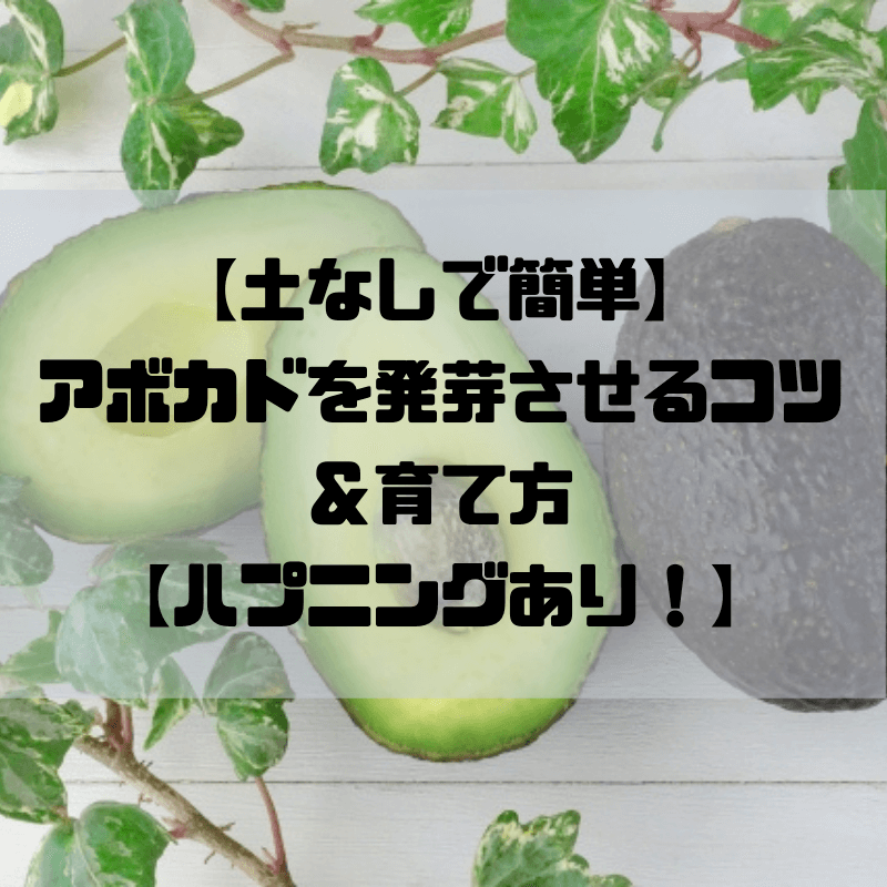 土なしでok アボカドの種を上手に発芽させるコツ 育て方 発芽後に種が外れちゃったらどうなる 京都で理系的こそだて