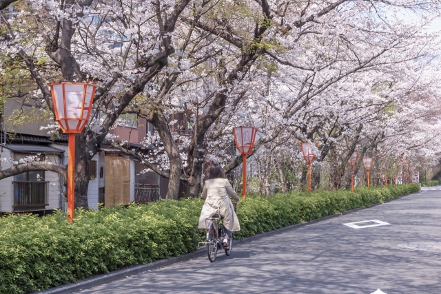 【京都自転車】桜の中をサイクリング