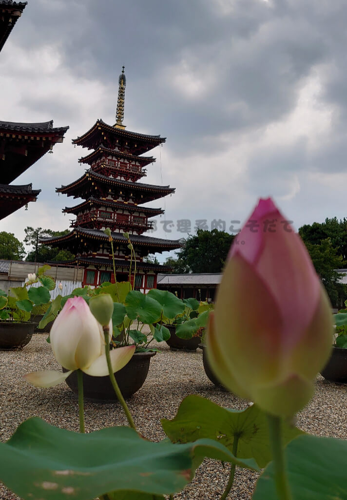 薬師寺の五重塔と蓮の花